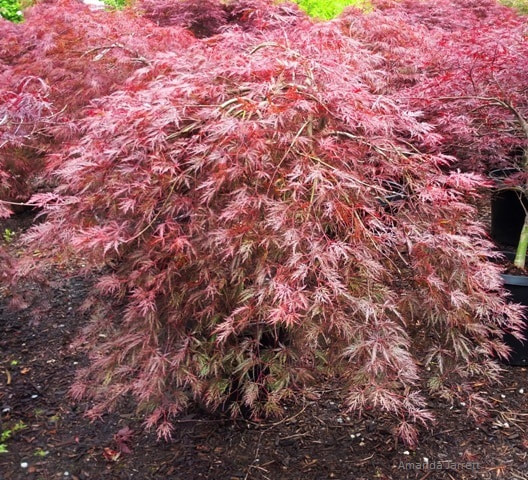 Acer palmatum dissectum 'Inaba Shidare',Japanese maple,October Plant of the Month The Garden Website.com,small trees,trees for fall colour,The Garden Website.com,Amanda’s Garden Consulting,Amanda Jarrett,garden website 