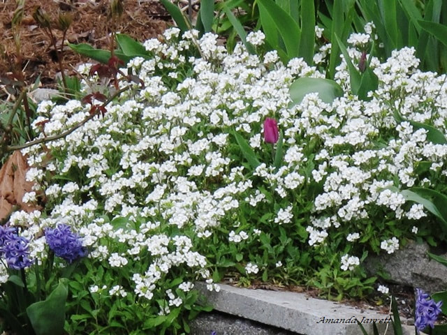 Aubretia,flowering ground covers