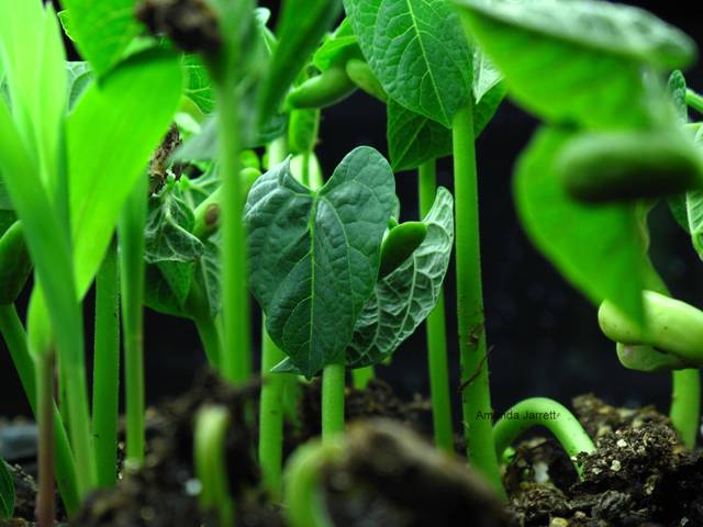 how to germinate seeds,seeds not germinating