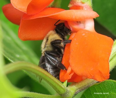 scarlet runner bean pollinating plants,vegetables for pollinating friendly gardens
