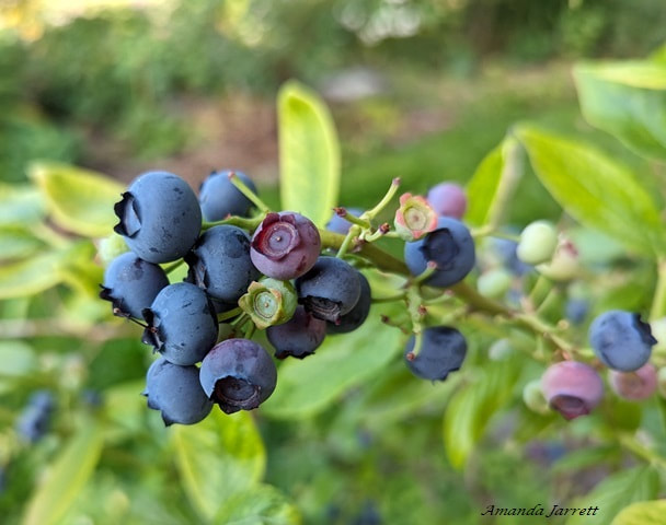 blueberries acidic soil