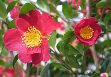 Yuletide winter camellia,Camellia sasanqua 'Yuletide',hummingbird nectar plant 