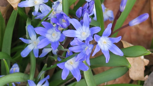 Glory-of-the-Snow spring bulb,Chionodoxa luciliae,March flowers