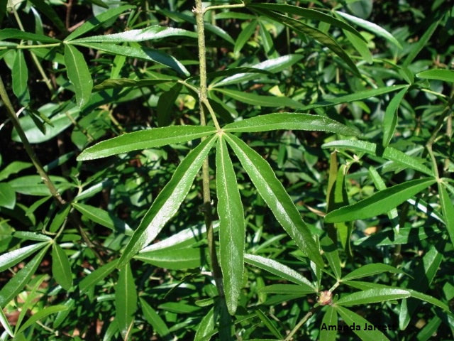 aromatic foliage,Aztec Pearl Choisya