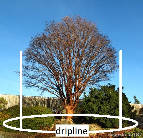 the dripline of a tree
