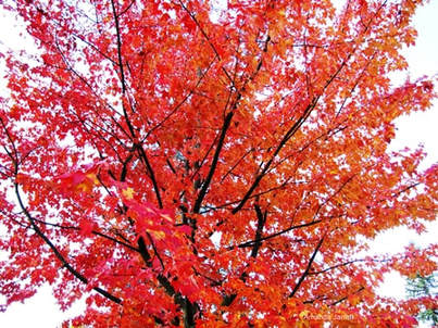 Acer rubrum,red maple,fall colour,why leaves turn colour in fall,October,thegardendwebsite.com,Amanda Jarrett