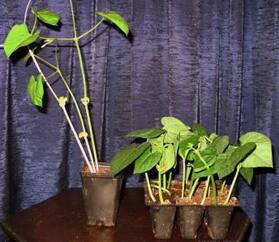 how to prevent leggy seedlings