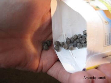 how to sow seeds,growing plants from seeds