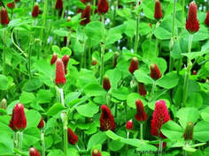 cover crops,crimson clover,grow organic vegetables,how to grow food,crop rotation,crop succession,companion planting,organic gardening,low maintenance vegetable gardening,The Garden Website.com,the garden website,Amanda's Garden Consulting,Amanda Jarrett,gardening website