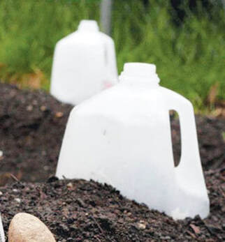 recycle milk jugs to protect plants,cloches