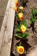 planting tulips,october garden journal,thegardenwebsite.com,Amanda Jarrett