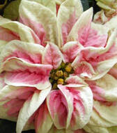 Euphorbia pulcherrima 'Winter Rose Marble',poinsettia,Christmas gift plant,The Garden Website.com,the garden website,Amanda Jarrett,Amanda's Garden Consulting