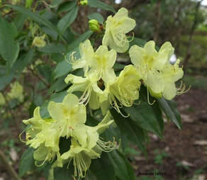 Lutescens rhododendron,yellow rhododendron,March flowering shrub