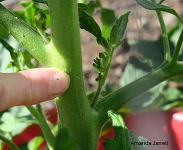 how to grow tomatoes,tomato growing tips,successful tomatoes,vegetable gardening,The Garden Website.com,Amanda's Garden Consulting,Amanda Jarrett