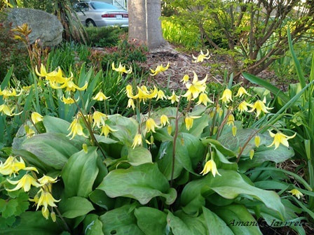 fawn lily,dog tooth violet,Erythronium,spring flowers