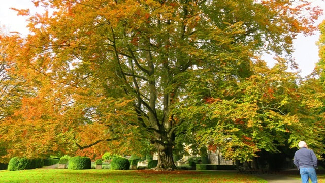 The trees of Hatley Castle and Royal Roads University campus