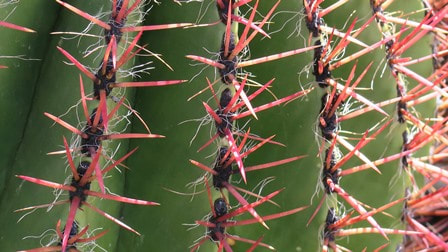 Ferocactus pringlei,Mexican lime cactus,Arizona-Sonora Desert Museum,Amanda's Blog,thegardenwebsite.com,Amanda Jarrett