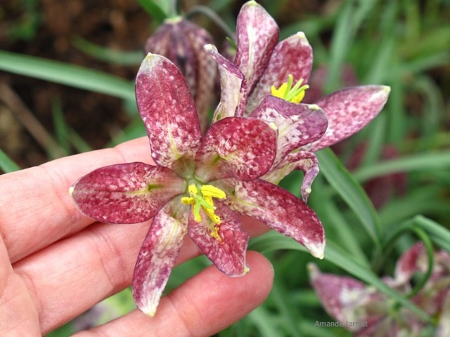 Checkered lily,Fritillaria meleagris