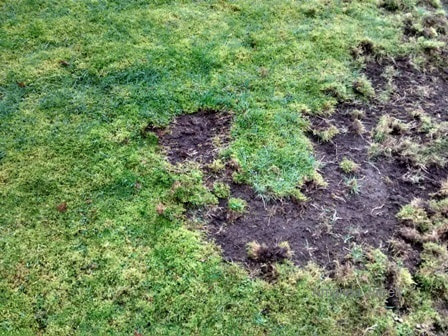 how to control lawn grubs,chinch bugs