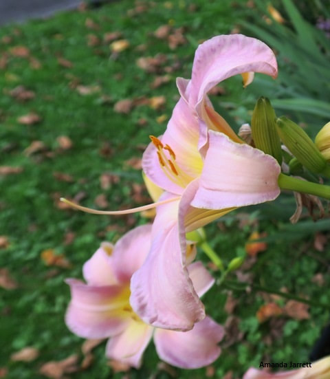'Catherine Woodbury' daylily,hemerocallis,summer flowers,July flowers,easy care plant