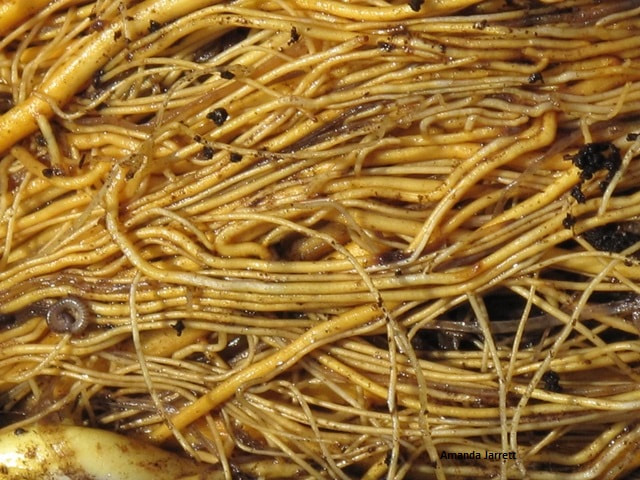 hemerocallis roots,daylily roots