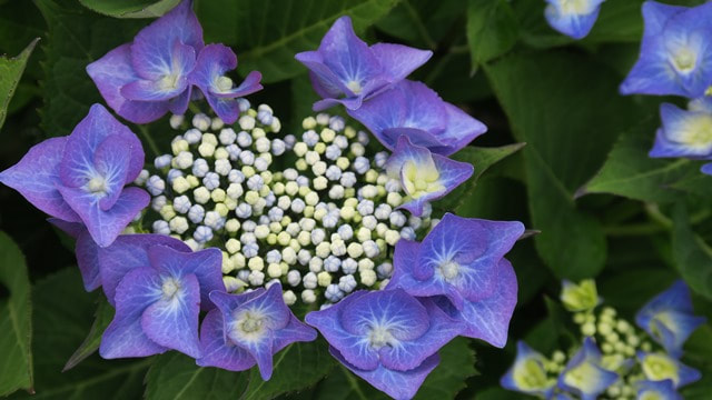 Fertile and infertile hydrangea flowers