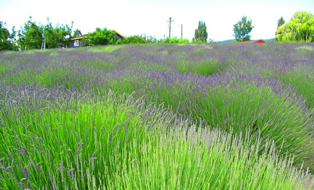 lavender alkaline soil pH