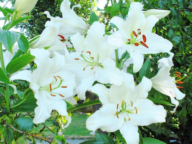 Casa Blanca Oriental lilies