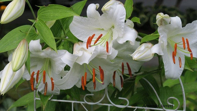 stargazer lilies,summer flowering bulbs,fragrant flowers