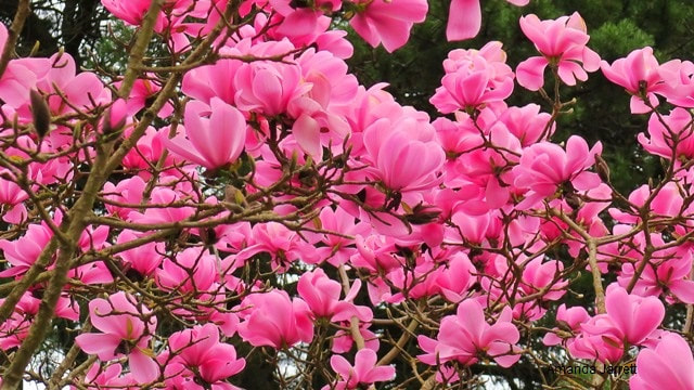 Copeland Court Magnolia,flowering trees,small flowering trees