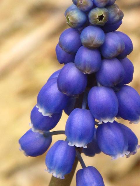 Grape-hyacinths,muscari,spring bulbs,fragrant bulbs,spring flowers,naturalizing bulbs