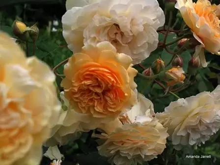hybrid musk rose 'Buff Beauty',shrub roses,rose types,different types of roses,rose selection,rosa,The Garden Website.com,Amanda Jarrett,Amanda's Garden Consulting,garden website 