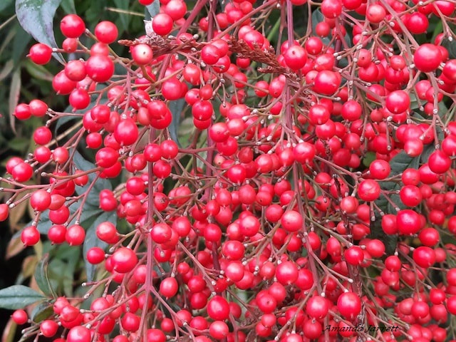 plants with red berries