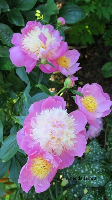 Bowl of Beauty peony,anemone-flowered peony