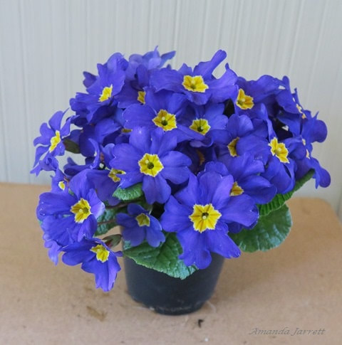 blue flowers 