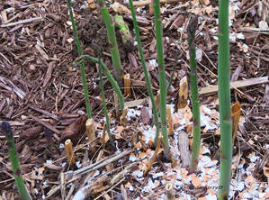 protect asparagus from cutworms with eggshells