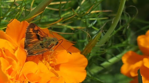 mardon skipper,pollinator gardens,butterfly gardens,marigolds for pollinators