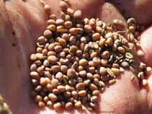 sowing seeds outdoors,direct sowing,companion planting