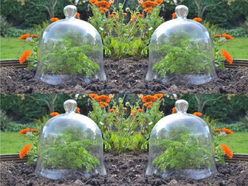 garden cloches,protecting plants from frost