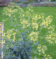 how to grow kale,what to do when kale flowers