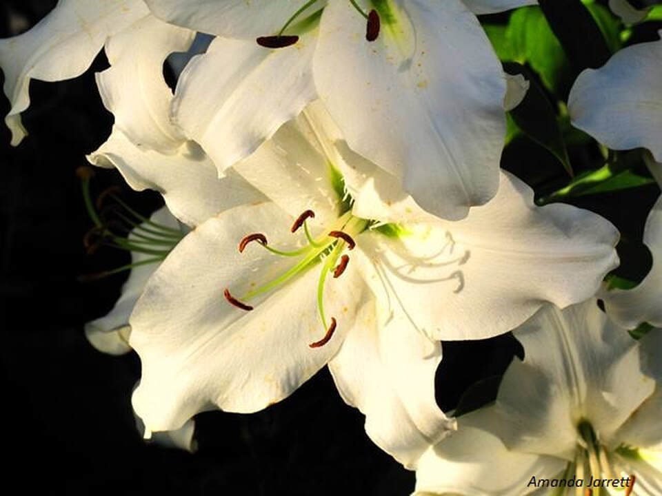 Casa Blanca oriental lily,summer flowers,fragrant flowers