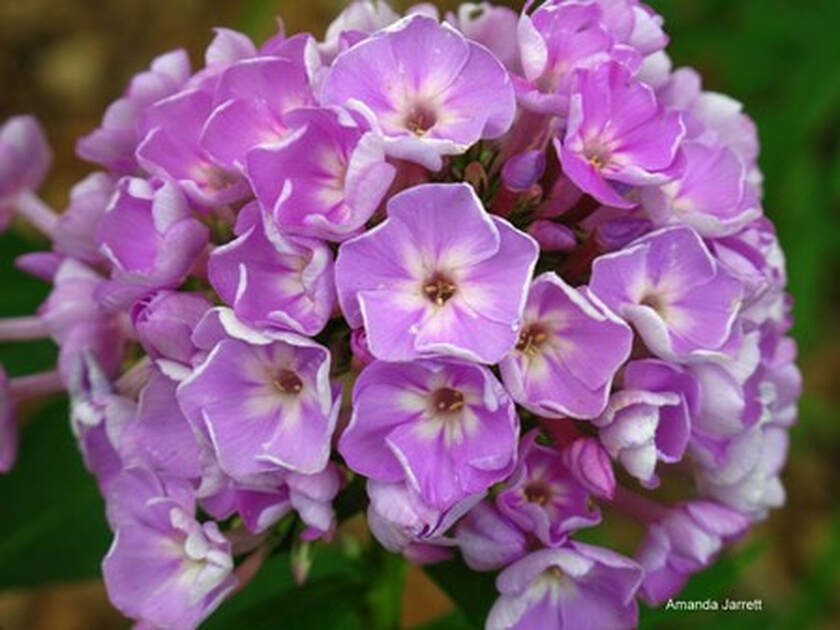 Phlox paniculata,garden phlox,summer flowers,July Plant of the Month,The Garden Website.com,Amanda’s Garden Consulting,Amanda Jarrett
