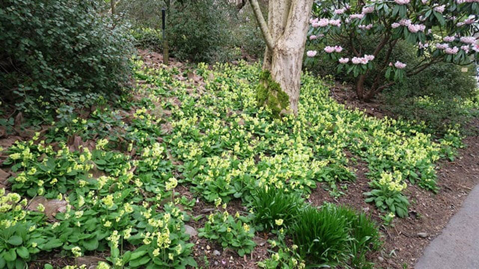 Oxlip,Primula elatior,plant that naturalizes