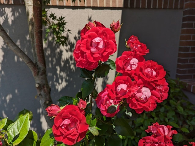 Take it Easy Floribunda rose,low maintenance roses