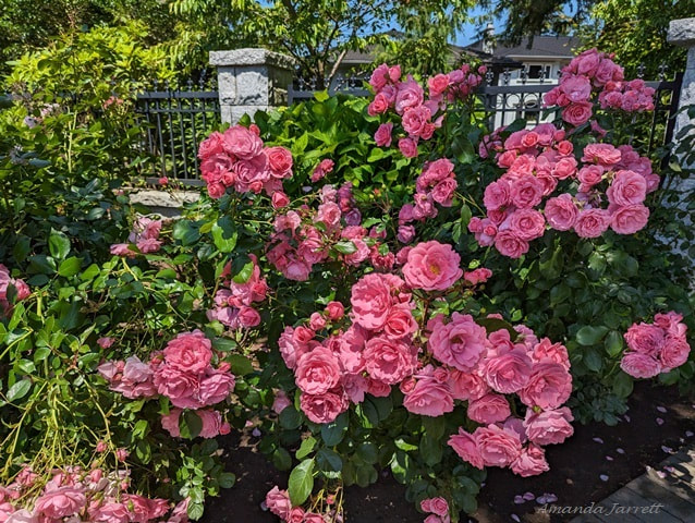 Meidiland roses