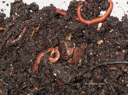 red wriggler worms in compost