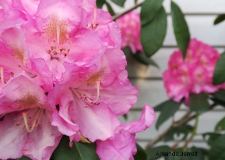when to prune rhododendrons