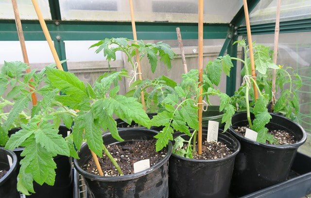 when to plant tomato plants