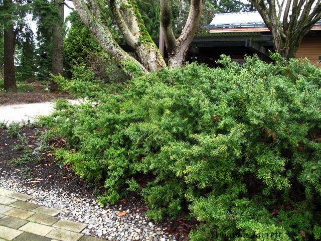 spreading English yew,Taxus baccata repandens