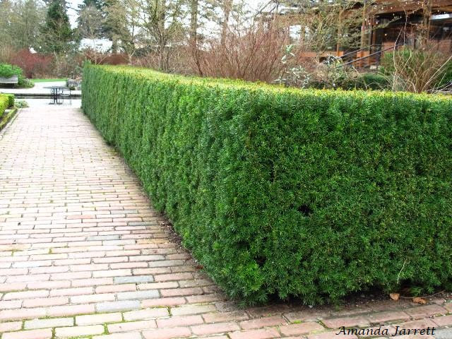 yews as hedges
